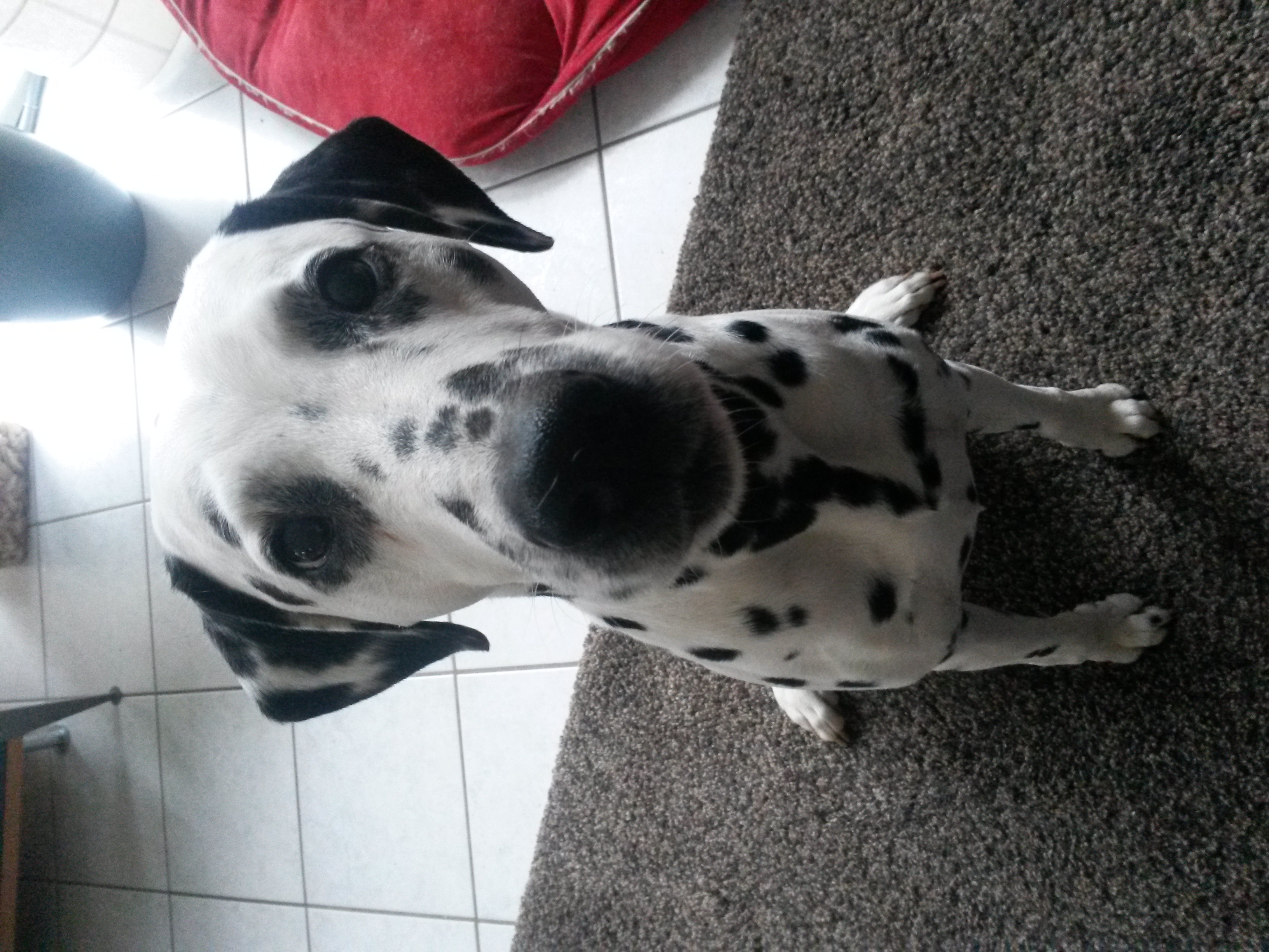 kopf