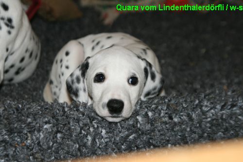 quara klein