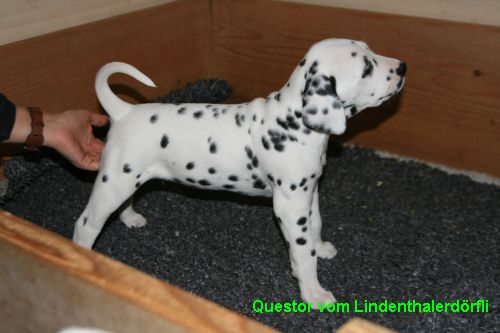questor klein
